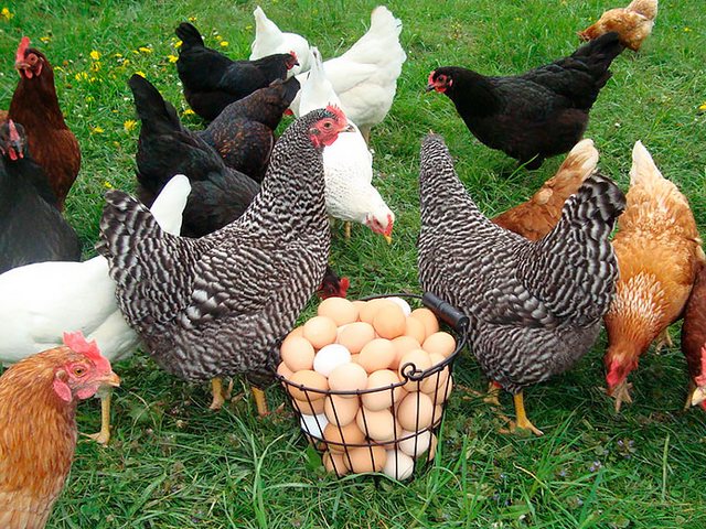 Содержание кур и уход за ними | ЗооТом - продажа, вязка и услуги для животных в Кохме