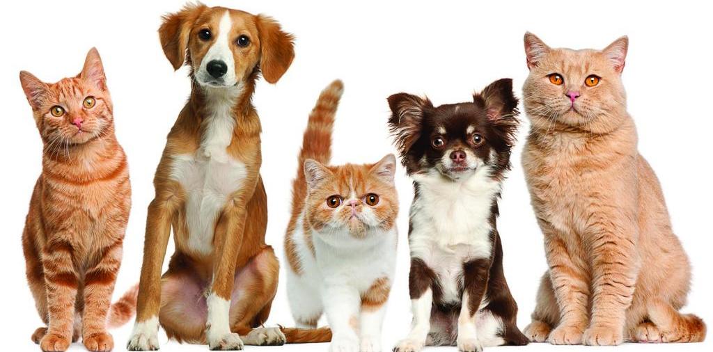 Доска объявлений о животных | ЗооТом - продажа, вязка и услуги для животных в Кохме