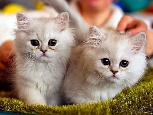 Породы кошек в Кохме | ЗооТом портал о животных