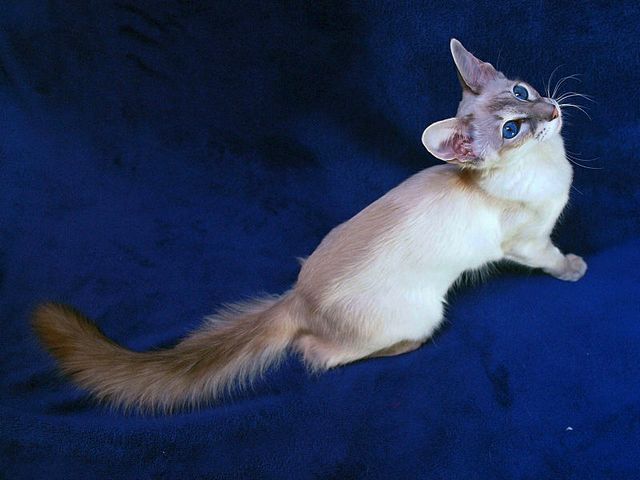 Выведенные породы кошек в Кохме | ЗооТом портал о животных