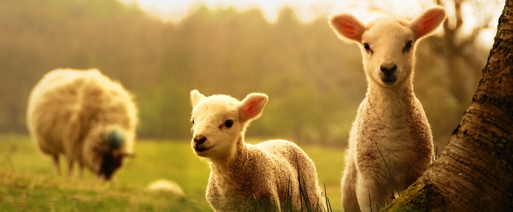 Объявления о сельскохозяйственных животных | ЗооТом - продажа, вязка и услуги для животных в Кохме