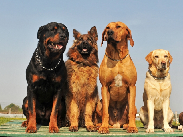 Крупные породы собак в Кохме | ЗооТом портал о животных